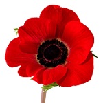 Poppy_resized